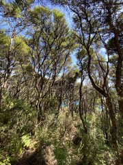 Fototapeta na wymiar Forêt du parc Abel Tasman, Nouvelle Zélande