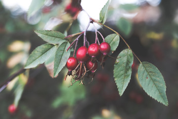 Fototapeta premium red berriesof wild rose on a branch