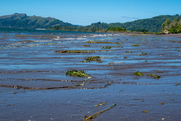 Shoreline of Columbia River at Julia Butler Hansen National Wildlife Refuge in Cathlamet,...
