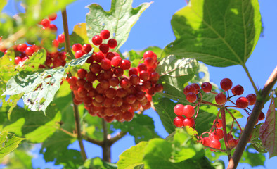 Berry juicy fruit on tree branch. Red ripe delicious berry fruits close up view, berries growing in...