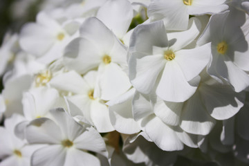Summer nature image of beautiful blossoming white phlox flowers (polemoniaceae family) growing on warm sunny summer day