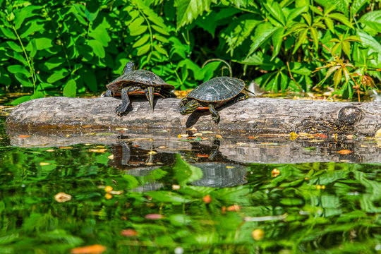 Two painted turtles on log