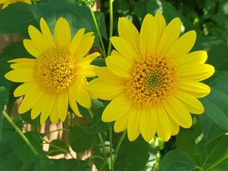 Pflanze, Blume mit gelber Bl&uuml;te