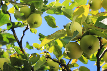 Apple fruits on tree branch at the orchard outdoors. Green apples on tree branch at the garden on sunny summer day. Harvest of organic healthy green apples, close up view