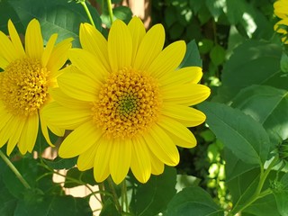 Pflanze, Blume mit gelber Blüte