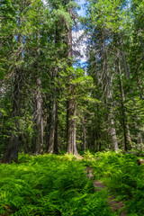 Footpath in the woods with ferns