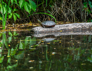 Turtle basking on log