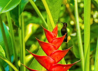 A red Heliconia flower attracts a hummingbird near to Soufriere in St Lucia