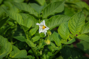 prächtig gedeiende Kartoffelpflanzen auf einem Kartoffelacker