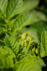 prächtig gedeiende Kartoffelpflanzen auf einem Kartoffelacker