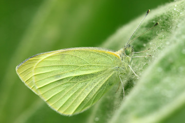 Obraz premium Kohlweißling