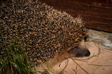 Portrait eines Igels in der Nacht. Igel sind gute Schädlingsbekämpfer.
