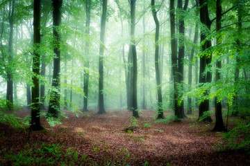 Fototapeta na wymiar Beautiful foggy morning in green forest