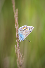 Nahaufnahme eines Bläulings auf einem Grashalm.