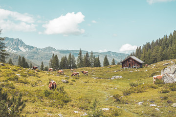 Idyllic mountain landscape in the alps: Mountain chalet, cows, meadows and blue sky
