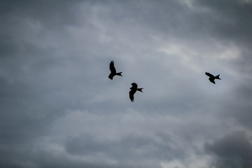 Rotmilane ziehen am Himmel ihre Kreise.