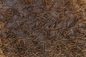 wheat stubble on an agricultural field