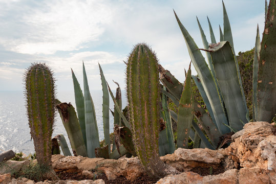 Tropical cactus and aloe growing on the seashore. Menorca, Baleares, Spain