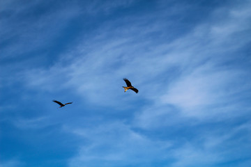 Rotmilane ziehen am Himmel ihre Kreise.