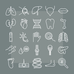 human body anatomy organs health icons collection line style