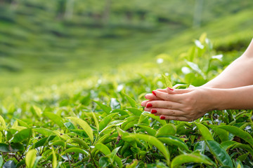 Close-up, the girl gently collects the top leaves of tea from green bushes high in the mountains. Tea Valley tea production