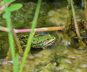Nahaufnahme eines grünen Teichfrosches