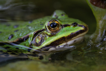 Nahaufnahme eines grünen Teichfrosches