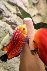Portraits von Diskusfischen im Aquarium.