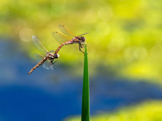 A pair of attached Variegated Meadowhawk Dragonflies cling to the top of a tall reed leaf by the edge of a blue lake with yellow green algae.