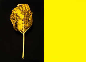 Duotone autumn creative concept of yellow sunflower leaf on a black yellow background for copy space