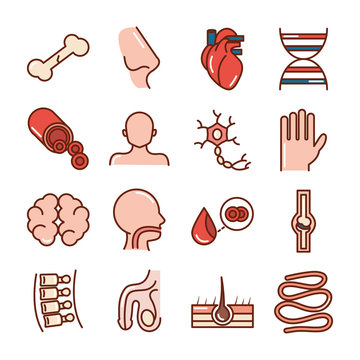 human body anatomy organs health bone nose heart dna brain hand blood icons collection line and fill