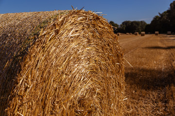 straw bales on an agricultural field background