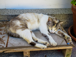 A white fur cat with dark spots, tabby cat sleeping on a doormat.