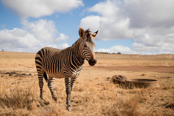 beautiful zebra stands in its natural habitat © Olena