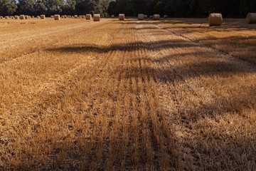 agricultural wheat field with bales on a background of blue sky	