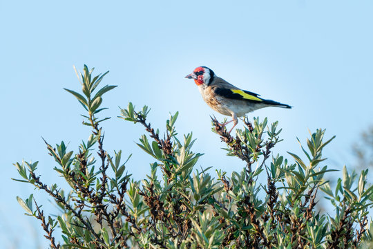 Goldfinch on sea-buckthorn bush
