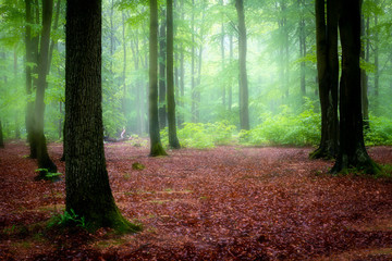 Fototapeta premium Beautiful foggy morning in green forest