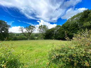 Meadow, with long grass, and wild plants, with old trees on the border near, Keighley, Yorkshire, UK