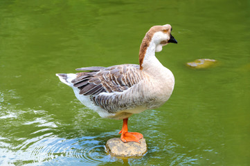 The goose stands on one leg on a stone in a pond.