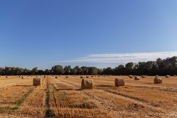 bales of straw on a freshly mowed field, yellow field, blue sky