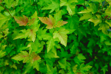 Fototapeta na wymiar green leaves background. High quality photo