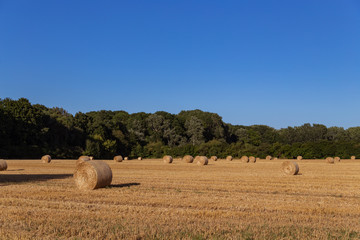 agricultural wheat field with bales on a background of blue sky