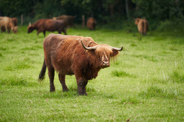 Herd of cattle breed Highland originaly from Scotland on the pasture land of small organic farm in Czech republic with majestic adult bull in front who is ready to protect his cows and little calfs.