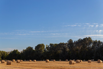 agricultural wheat field with bales on a background of blue sky