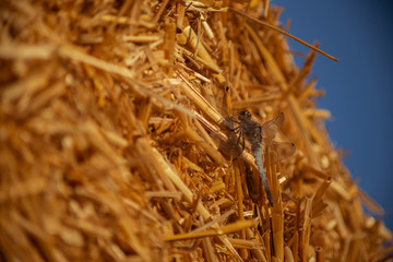 dragonfly close up on wheat straw