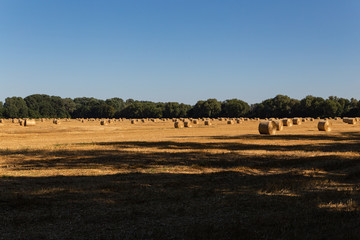 agricultural wheat field with bales on a background of blue sky