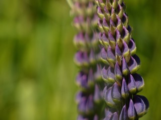 Large-leaved lupine (Lupinus polyphyllus) - close up of garden lupine flowers