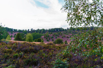 a panorama of the Lüneburg Heath