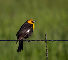 Yellow-headed Blackbird