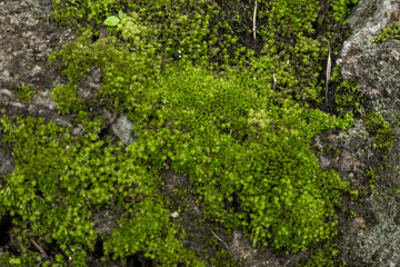 Green moss in the forest. Jungle stones, greenery. Pure nature